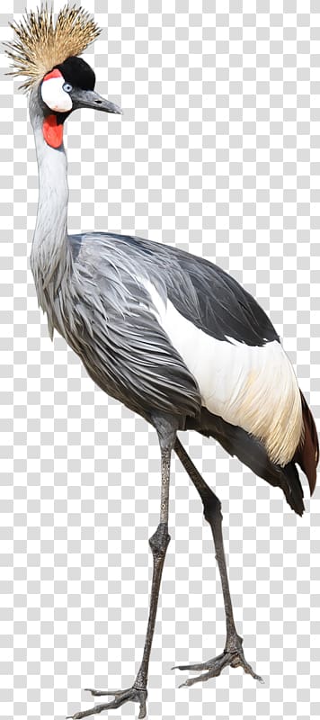 Bird Great herons Egret , Bird transparent background PNG clipart