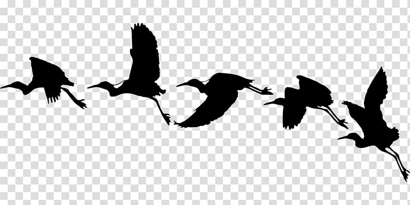 Bird flight Bird flight Silhouette Swallow, Bird transparent background PNG clipart