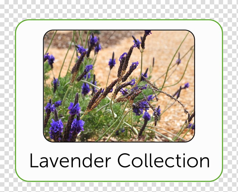 English lavender Bluebonnet Wildflower, Botanic Garden transparent background PNG clipart