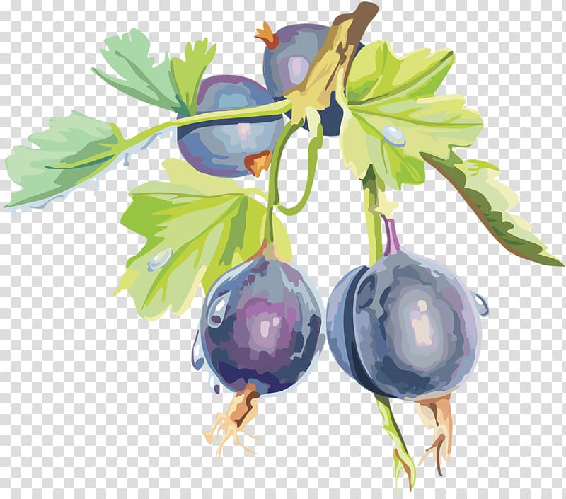 Gooseberry Blueberry Bilberry Blackcurrant , blueberry transparent background PNG clipart