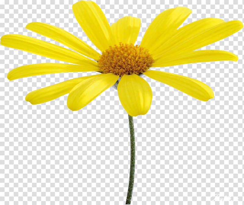 Flower Yellow Oxeye daisy, Flower Yellow transparent background PNG clipart