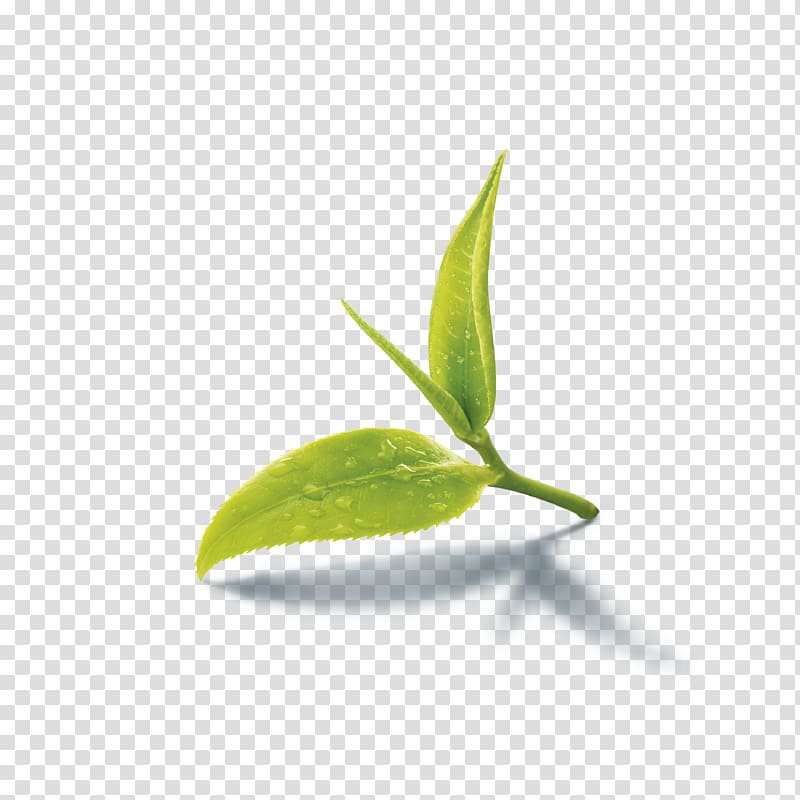 green leaf with watermist illustration, Green tea Iced tea Assam tea Tea production in Sri Lanka, pepermint transparent background PNG clipart