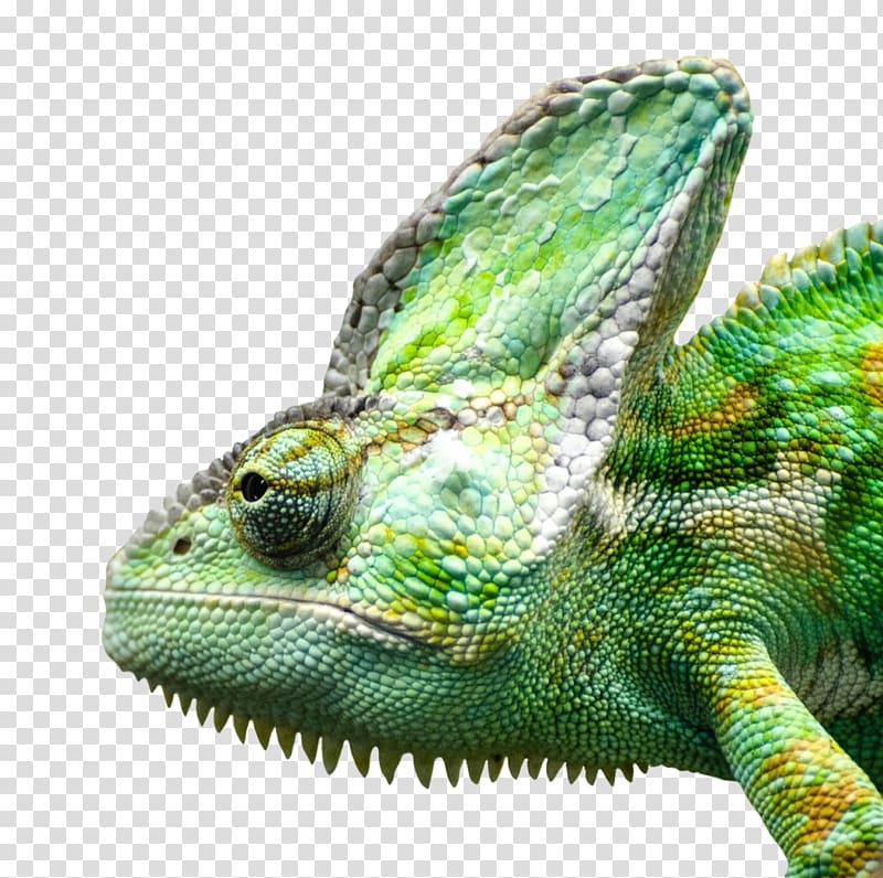 Lizard Reptile Green iguana, lizard transparent background PNG clipart
