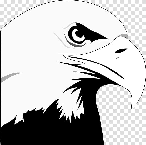 Bald Eagle White-tailed Eagle , Flying Eagle transparent background PNG clipart