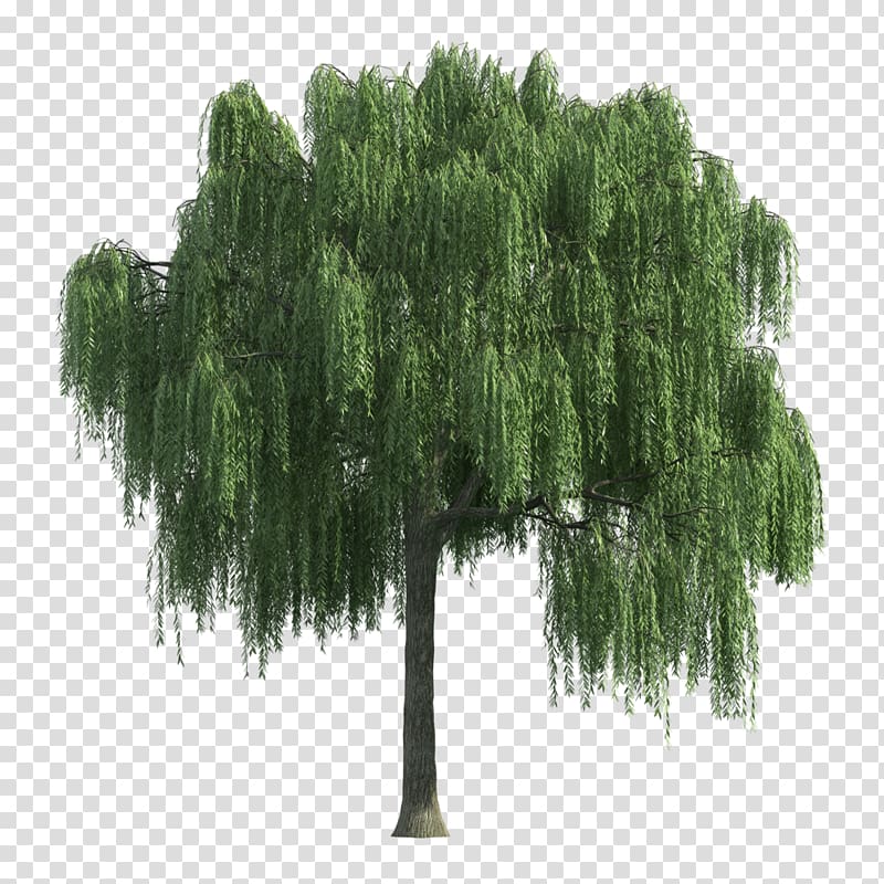 willow tree , Willow Tree Shrub, tree transparent background PNG clipart