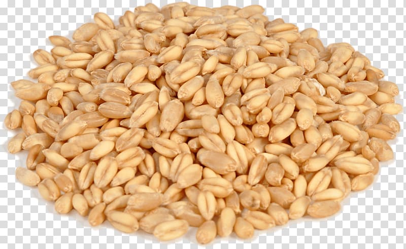 brown peanuts, Caryopsis Emmer Durum Khorasan wheat Cereal, Wheat transparent background PNG clipart