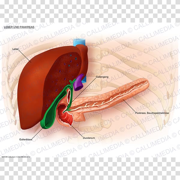 Liver Digestion Bile duct Pancreas Metastasis, others transparent background PNG clipart
