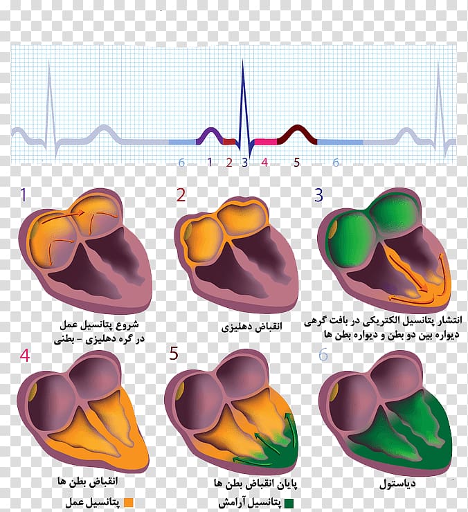 Cardiac muscle Electrocardiography Electrical conduction system of the heart , heart transparent background PNG clipart