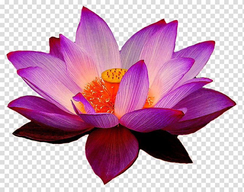 Nelumbo nucifera Lotus Yoga Fit Flower , waterlily transparent background PNG clipart