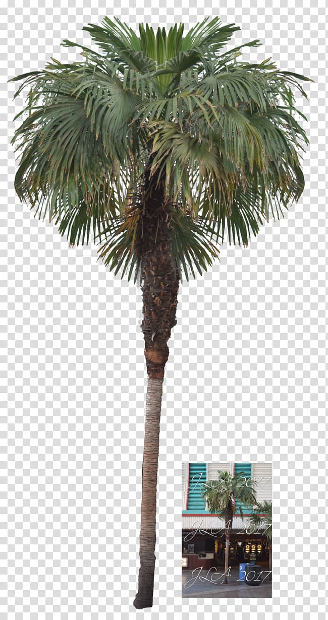 Asian palmyra palm Attalea speciosa Arecaceae Date palm, date palm transparent background PNG clipart