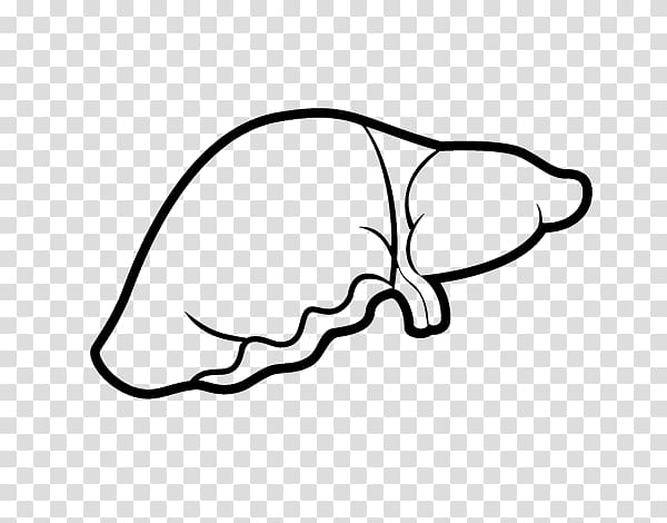 Liver Coloring book Gallbladder Human body Stomach, others transparent background PNG clipart