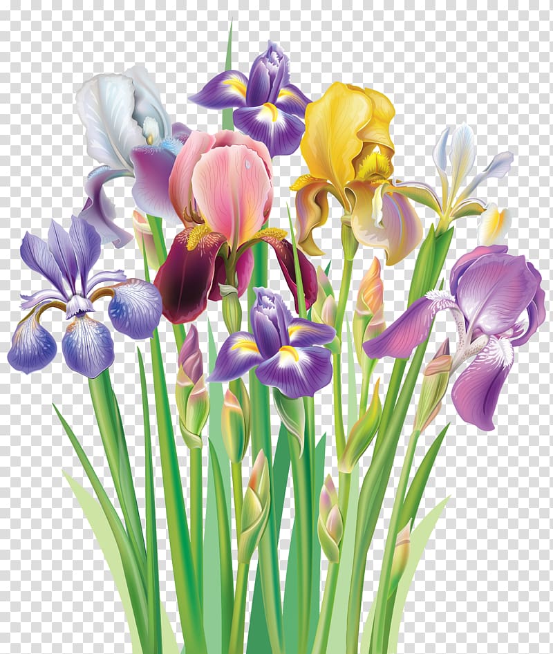 assorted-color petaled flowers illustration, Iris flower data set Iris versicolor , Irises transparent background PNG clipart