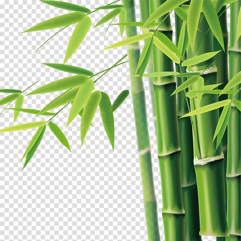 bamboo tree art, Bamboo Bamboe Icon, Bamboo transparent background PNG clipart