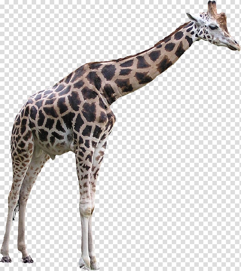 Giraffe , Giraffe transparent background PNG clipart