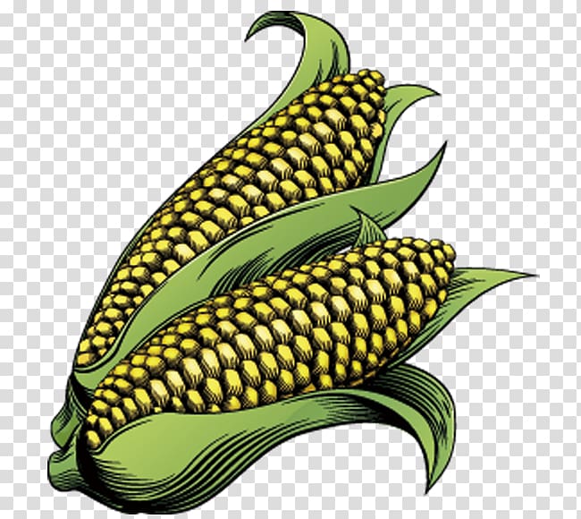 Corn on the cob Maize Drawing , corn transparent background PNG clipart