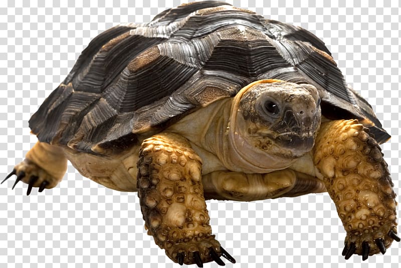Box turtle Tortoise Common snapping turtle, turtle transparent background PNG clipart