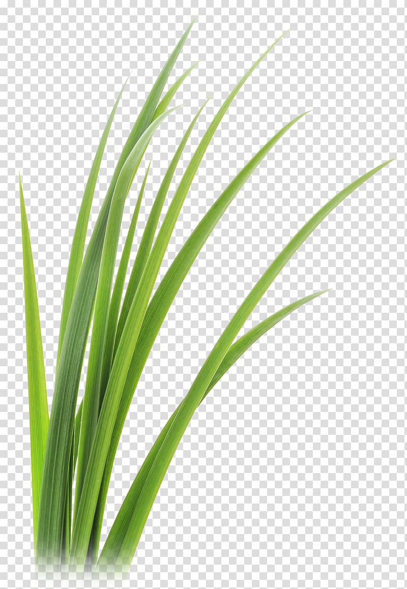 close up of green leafed plant, Lemongrass Vetiver Leaf , grass transparent background PNG clipart