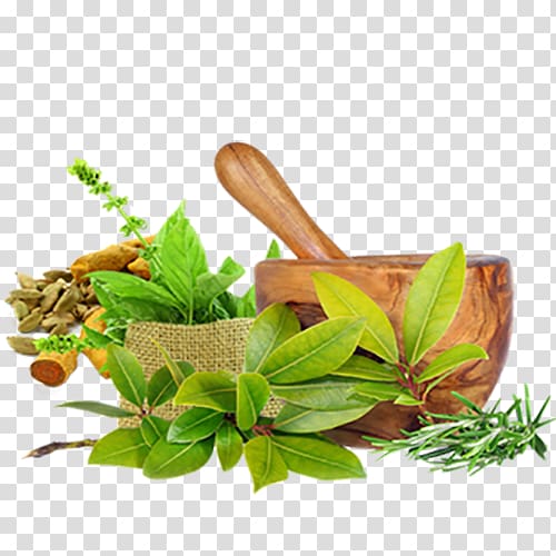 green leaves, Ayurveda: die besten Tipps aus dem jahrtausendealten Naturheilsystem des Maharishi Ayurveda Medicine Ayurvedic healing Panchakarma, health transparent background PNG clipart