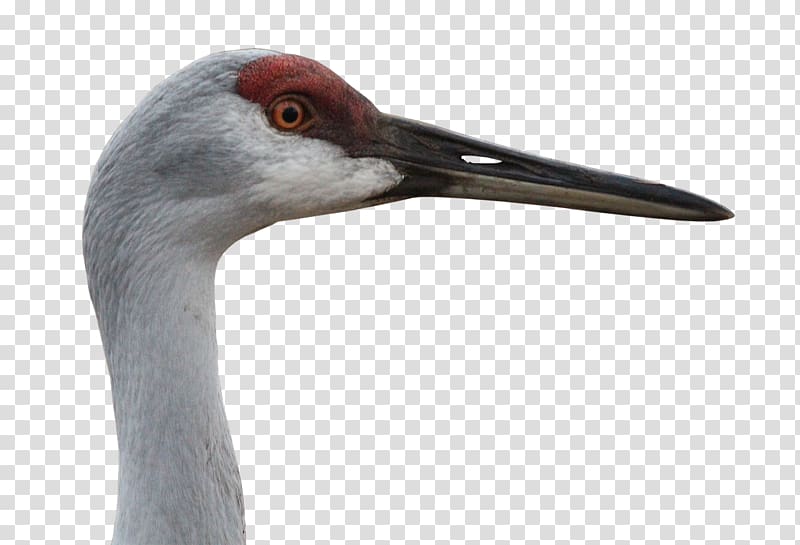 Sandhill crane Bird Animal Grey crowned crane, crane transparent background PNG clipart
