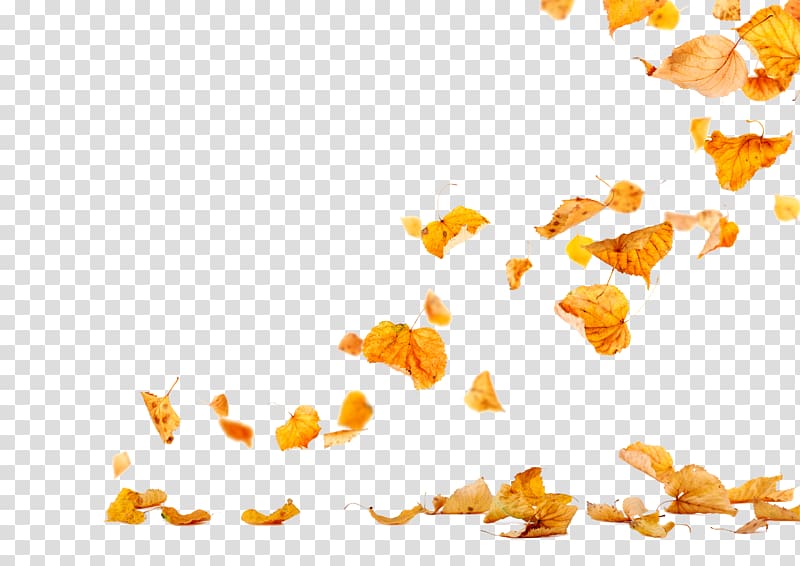 yellow dried leaves, Autumn Leaves Leaf , falling transparent background PNG clipart