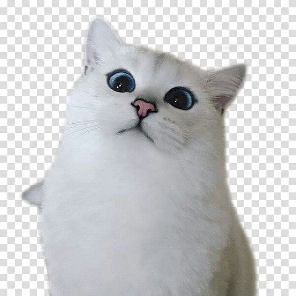 British Shorthair Kitten Puppy Dog Grumpy Cat, Cross-eyed cat transparent background PNG clipart