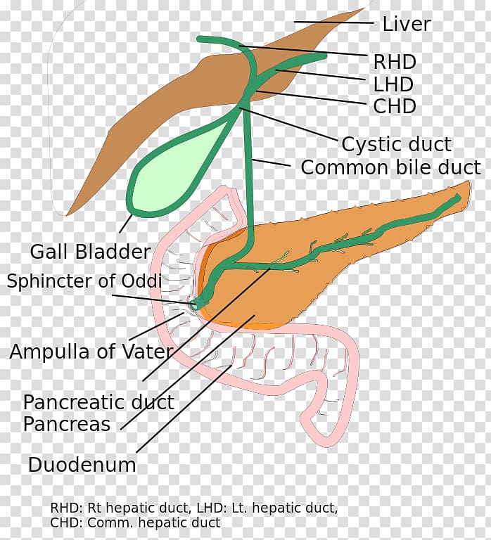 Biliary tract Biliary atresia Bile duct Common hepatic duct, others transparent background PNG clipart