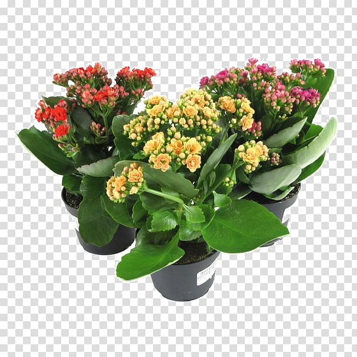 Florist Kalanchoe Houseplant Succulent plant Plants Flower, plants transparent background PNG clipart