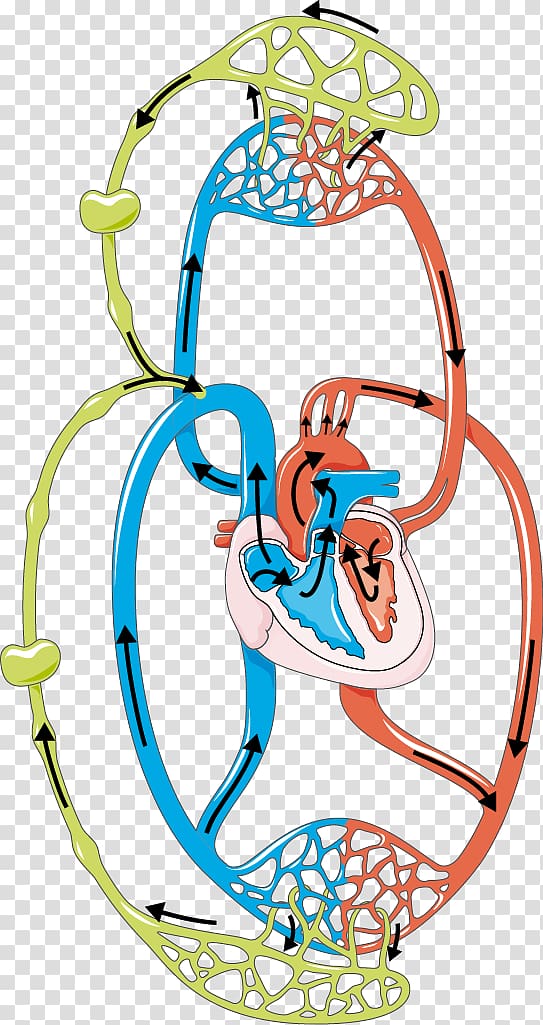 Lymphatic system Circulatory system Blood Lymph node, circulatory system transparent background PNG clipart