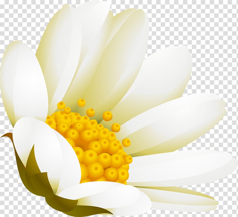 White Flower Advertising DenizBank, camomile transparent background PNG clipart