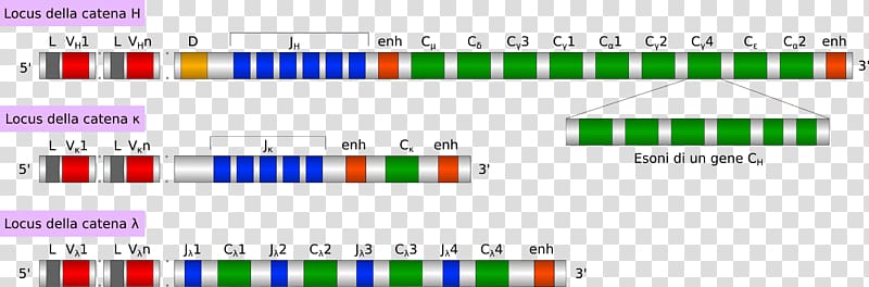 Antibody V(D)J recombination Isotype Polyclonal antibodies Gene, ig. transparent background PNG clipart