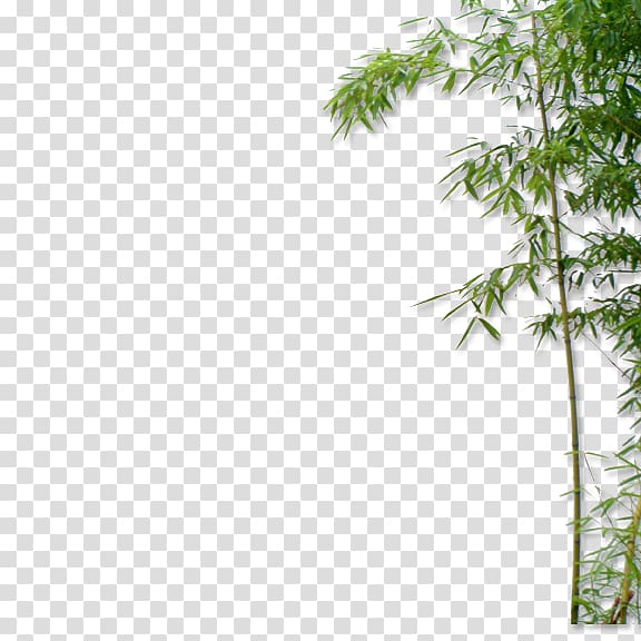 Bamboo Euclidean Bamboe, bamboo transparent background PNG clipart