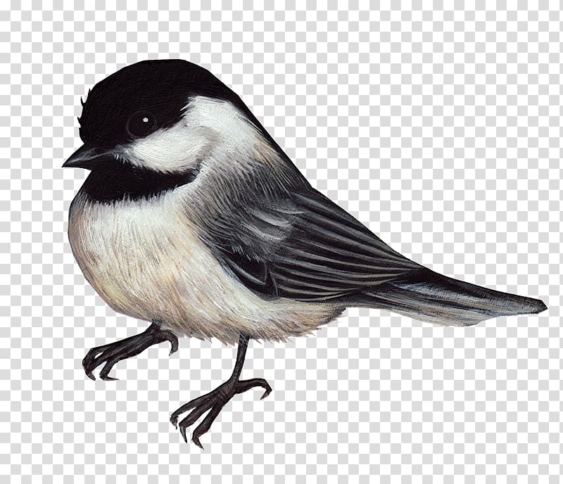 Black-capped chickadee Desktop , capped transparent background PNG clipart