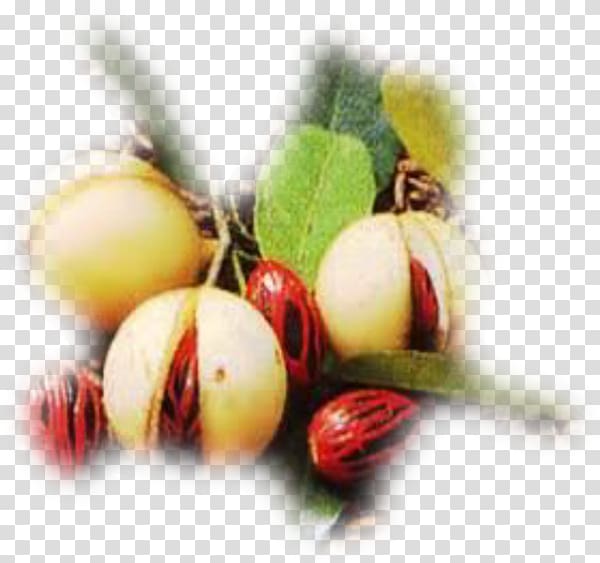 Natural foods Superfood Fruit Nutmeg, fruit sec transparent background PNG clipart