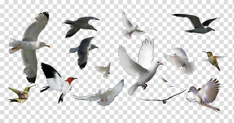 Bird, Pigeons collection transparent background PNG clipart