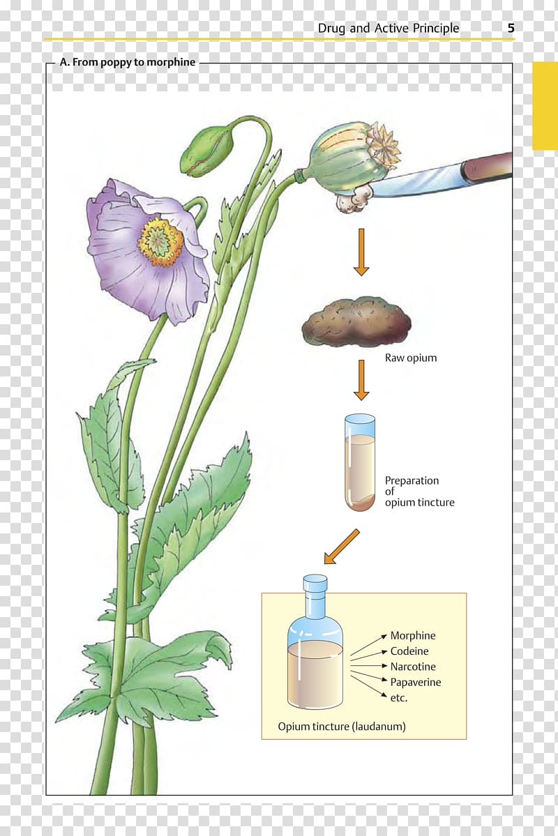 Pharmaceutical drug Color Atlas of Pharmacology Opioid, others transparent background PNG clipart