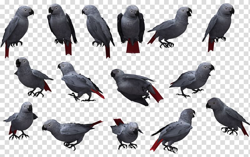 American crow Bird Grey parrot, Bird transparent background PNG clipart