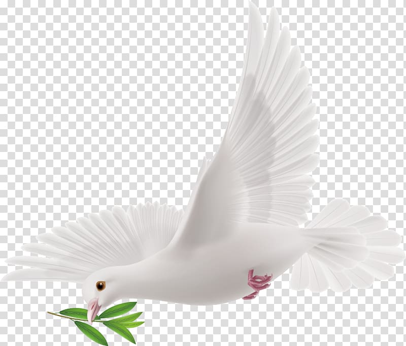 flying dove , Peace, Peace dove decorative design transparent background PNG clipart