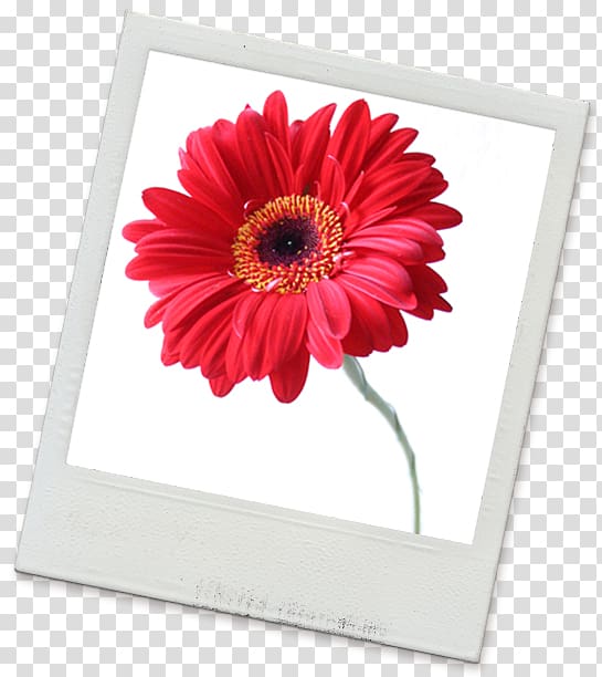 Cut flowers Floral design Art Buyer Transvaal daisy, gerbera transparent background PNG clipart