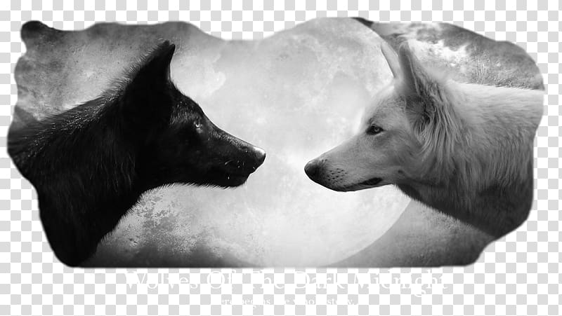 Wolf Desktop Dog Arctic wolf Black wolf, Dog transparent background PNG clipart
