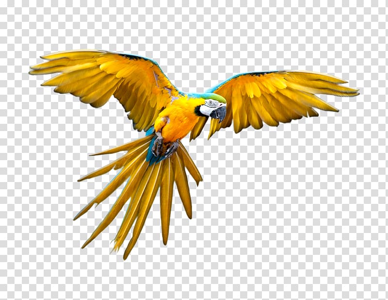 flying blue-and-yellow macaw, Parrot Bird Flight Scarlet macaw, macaw transparent background PNG clipart