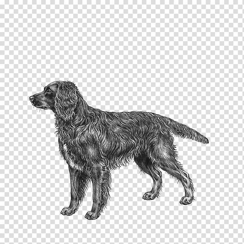 Flat-Coated Retriever Field Spaniel German Spaniel Dog breed, Nova Scotia Duck Tolling Retriever transparent background PNG clipart