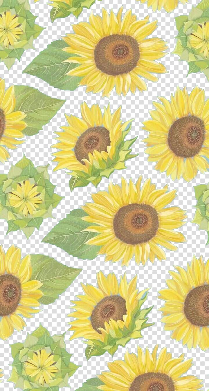 Common sunflower Yellow , Sunflower transparent background PNG clipart