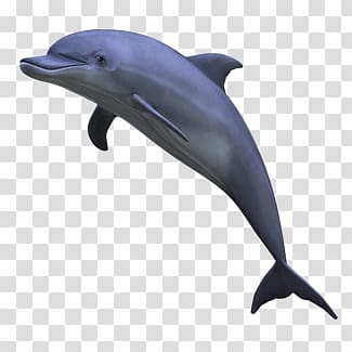 Dolphin transparent background PNG clipart