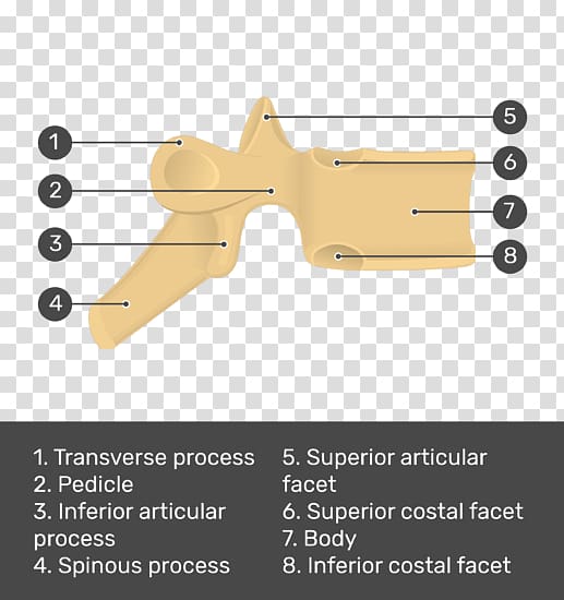 Superior costal facet Articular processes Thoracic vertebrae Inferior costal facet Transverse costal facet, Intervertebral Foramen transparent background PNG clipart