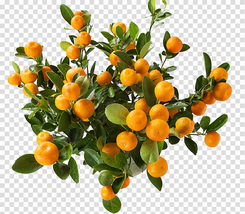 Clementine Tangerine Tree