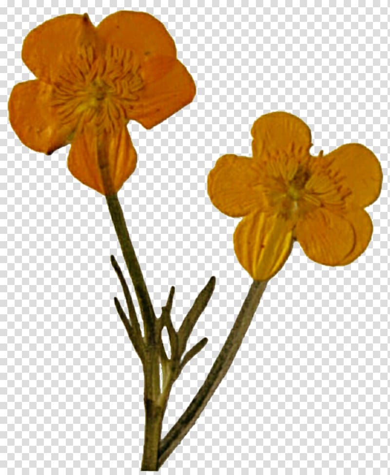 Pressed flower craft Poppy Cut flowers Wildflower, wild flowers transparent background PNG clipart