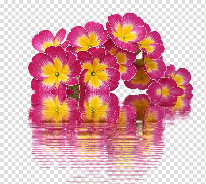 Primrose Template Ppt, others transparent background PNG clipart