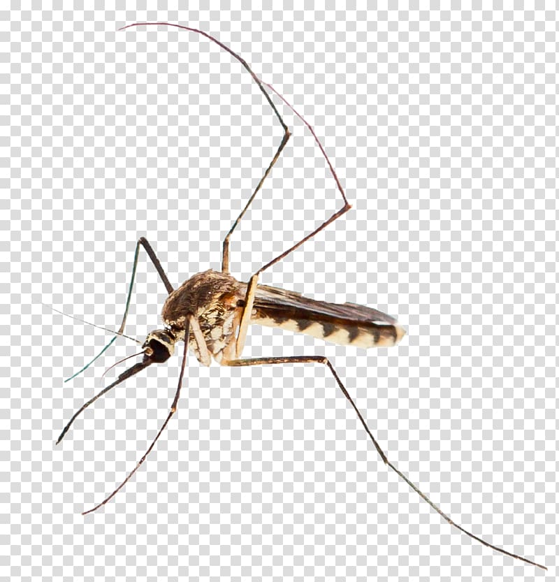 Mosquito control Mosquito-borne disease West Nile fever West Nile virus, mosquito transparent background PNG clipart