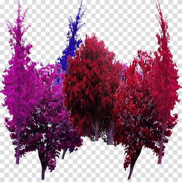 Tree Garden Computer file, Color garden trees in kind transparent background PNG clipart