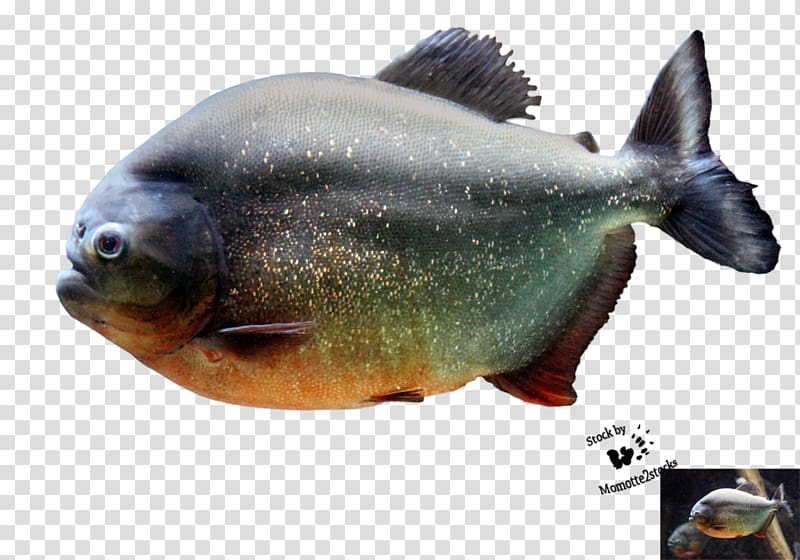 Red-bellied piranha Fish Northern pike, haircut transparent background PNG clipart